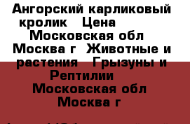 Ангорский карликовый кролик › Цена ­ 1 000 - Московская обл., Москва г. Животные и растения » Грызуны и Рептилии   . Московская обл.,Москва г.